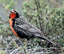 Long-tailed Meadowlark