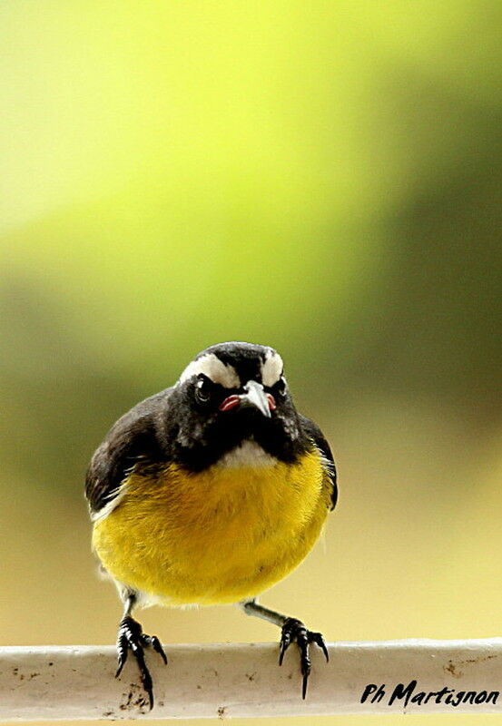 Sucrier à ventre jaune