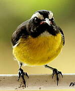 Bananaquit