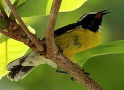 Bananaquit