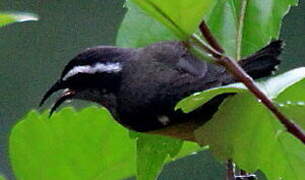 Bananaquit