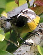 Bananaquit