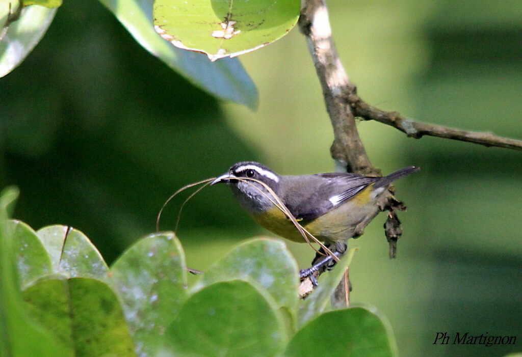 Bananaquit