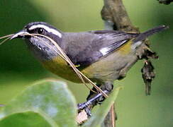 Bananaquit