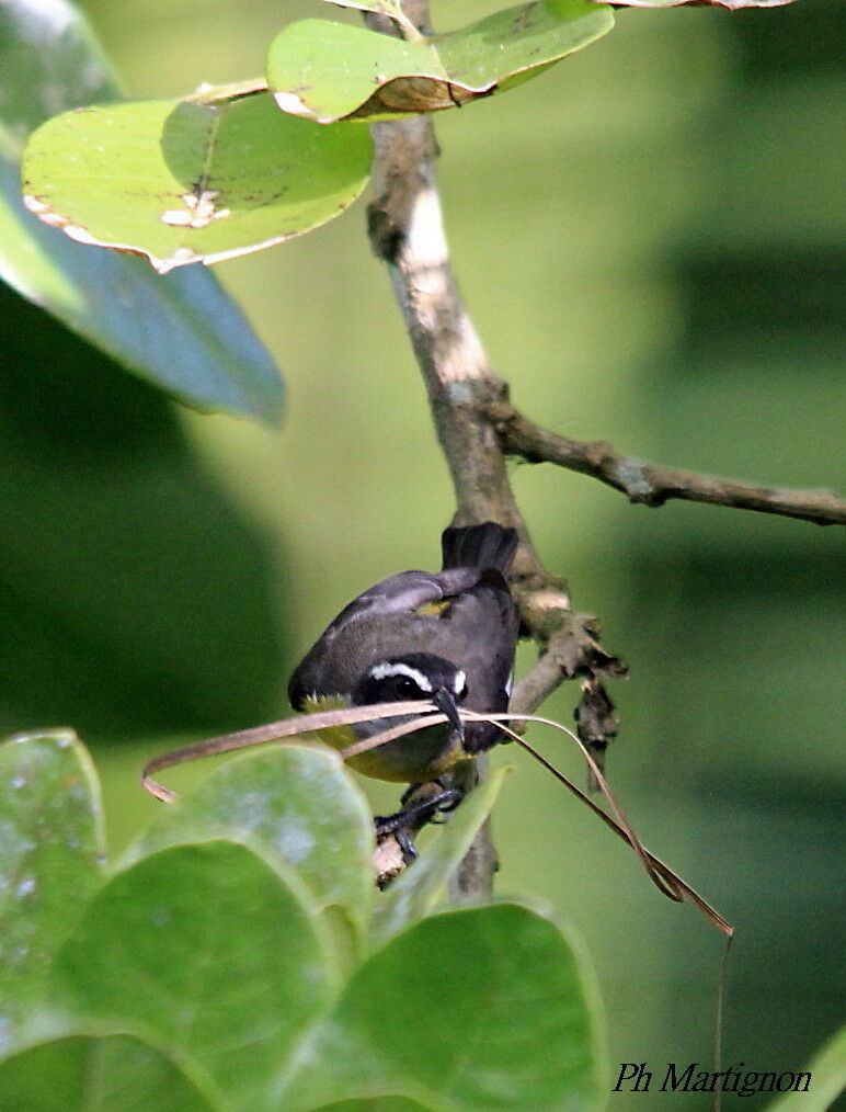 Bananaquit