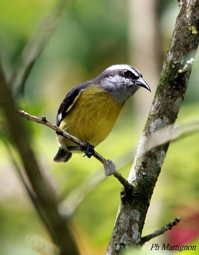 Bananaquit