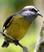 Bananaquit