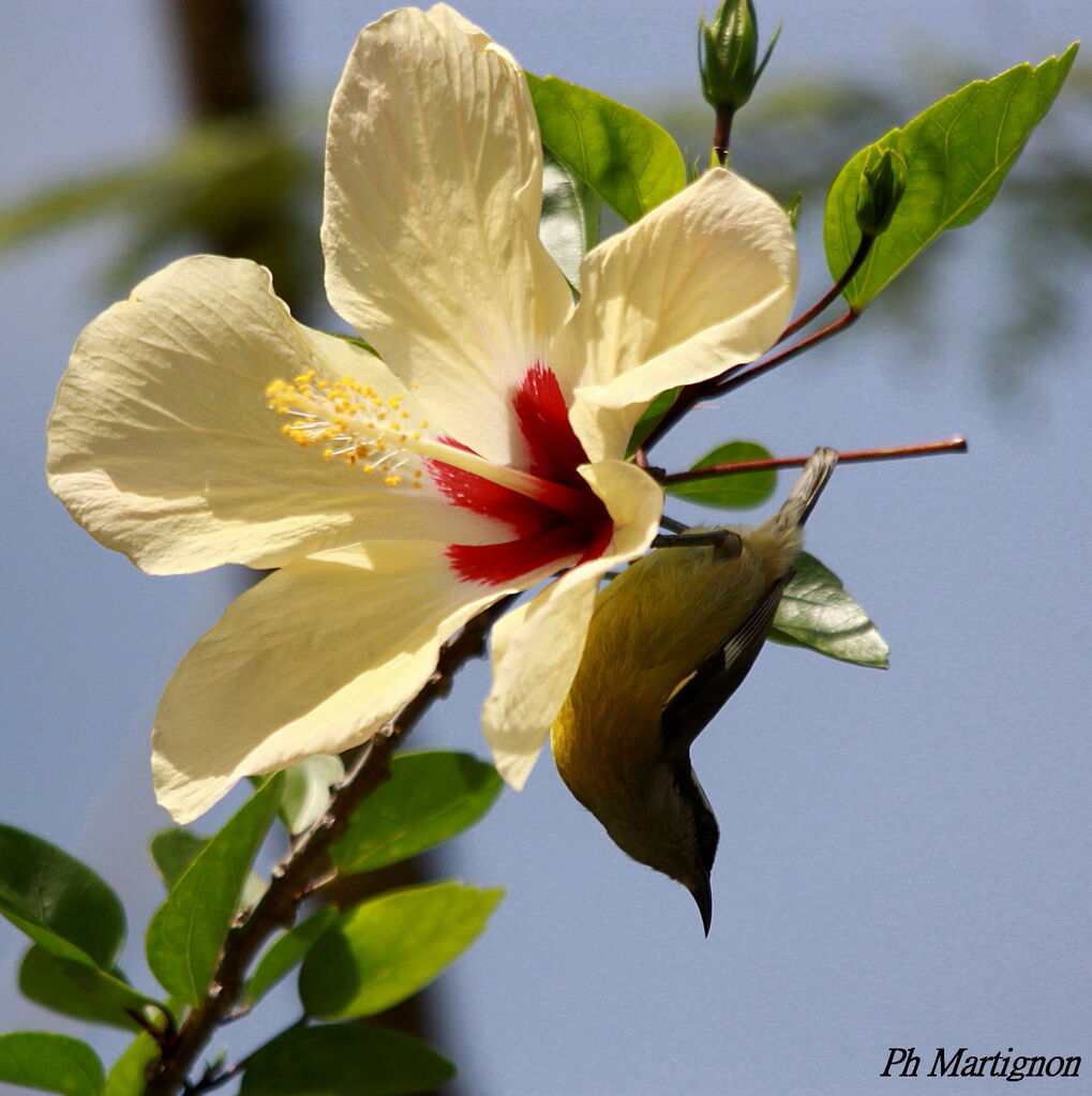 Bananaquit