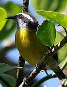 Bananaquit