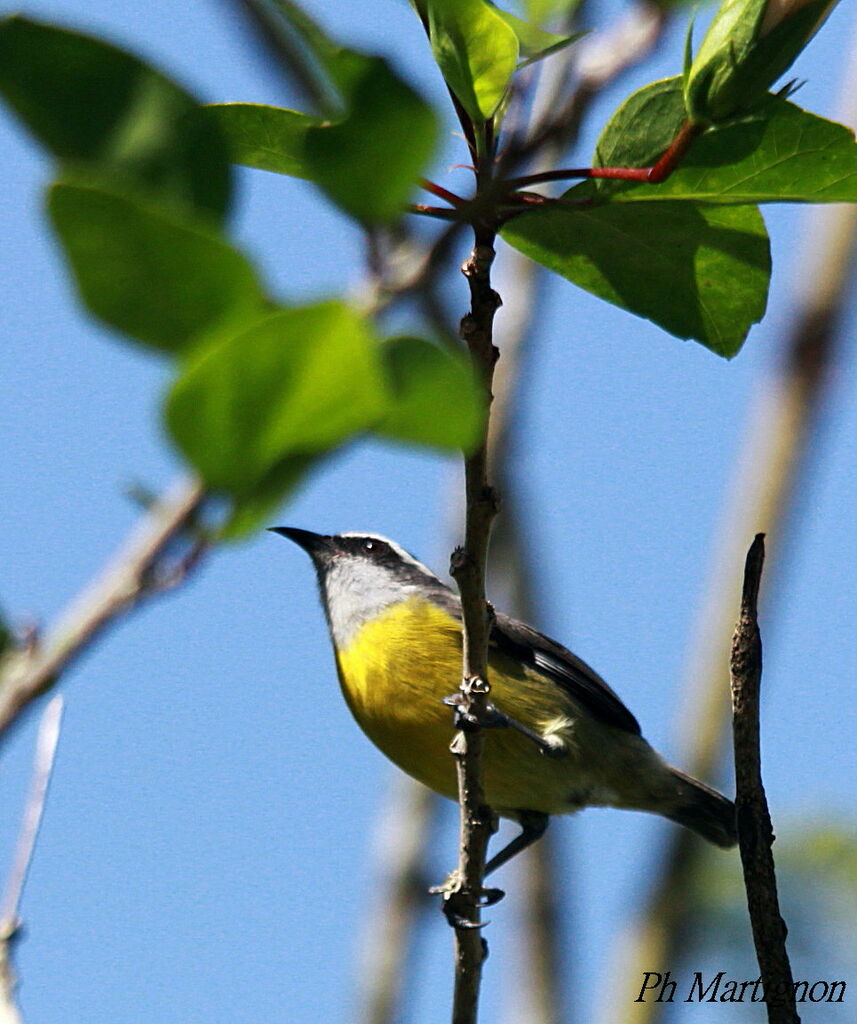 Sucrier à ventre jaune