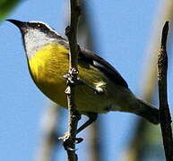 Bananaquit