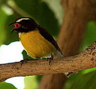 Bananaquit