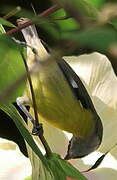 Bananaquit