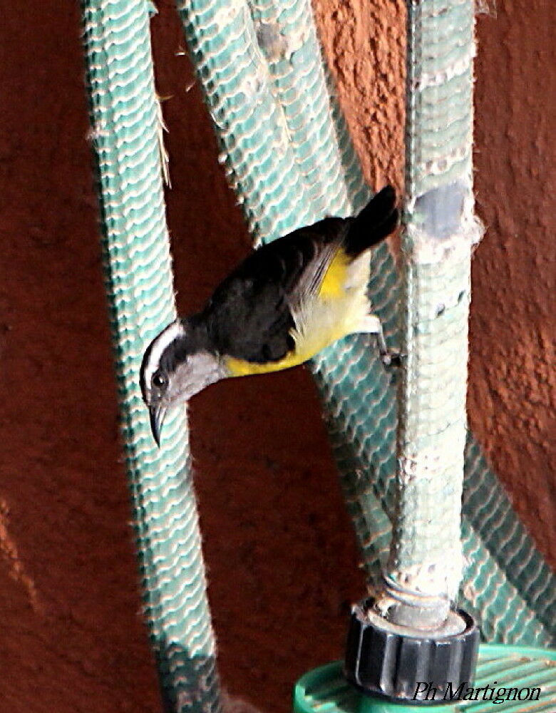 Sucrier à ventre jaune, identification