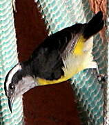 Bananaquit