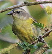 Bananaquit