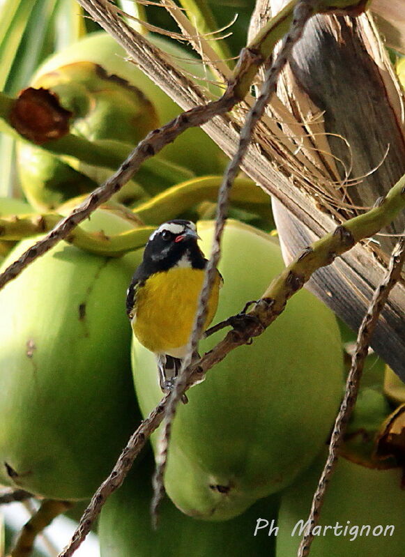 Bananaquit, identification