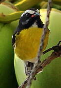 Bananaquit