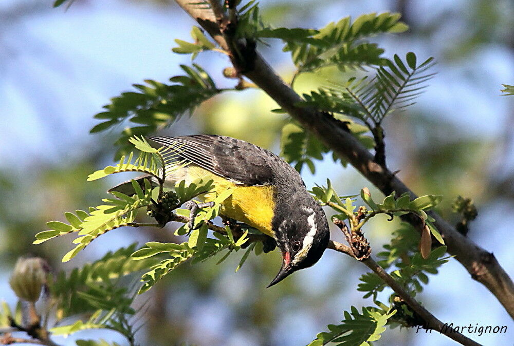 Sucrier à ventre jaune, identification