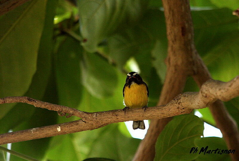 Bananaquit