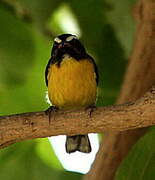 Bananaquit