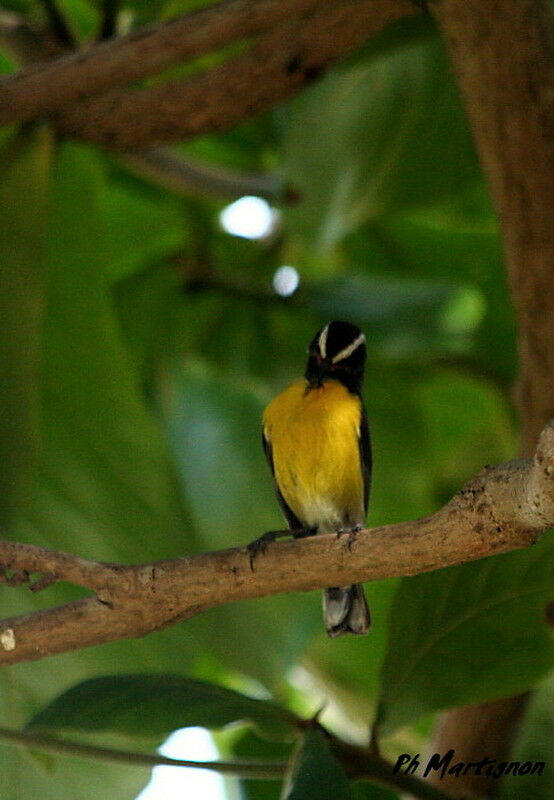 Bananaquit