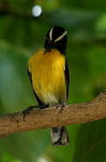 Bananaquit