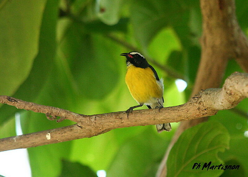 Bananaquit