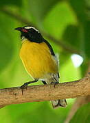 Bananaquit