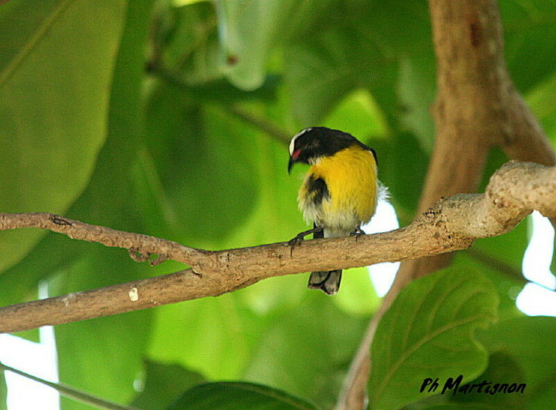 Bananaquit