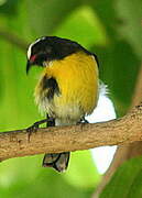 Bananaquit