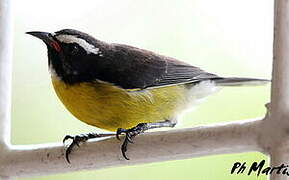 Bananaquit