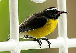 Bananaquit