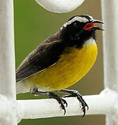 Bananaquit