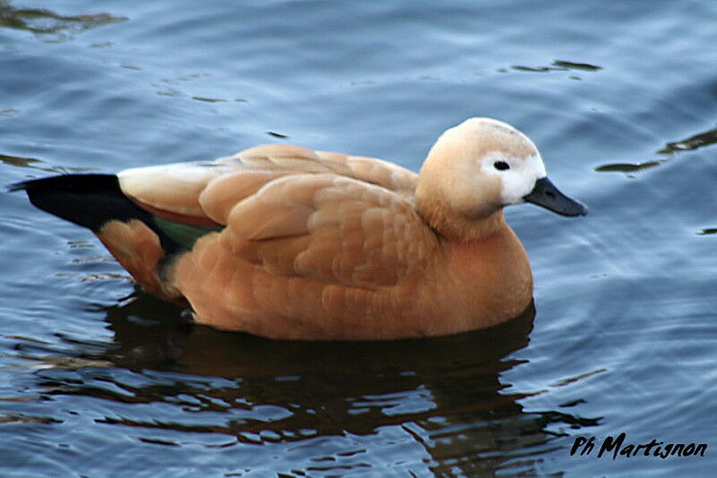 Ruddy Shelduck