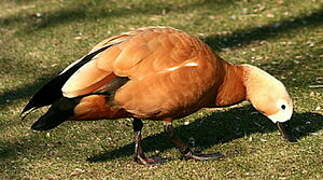 Ruddy Shelduck