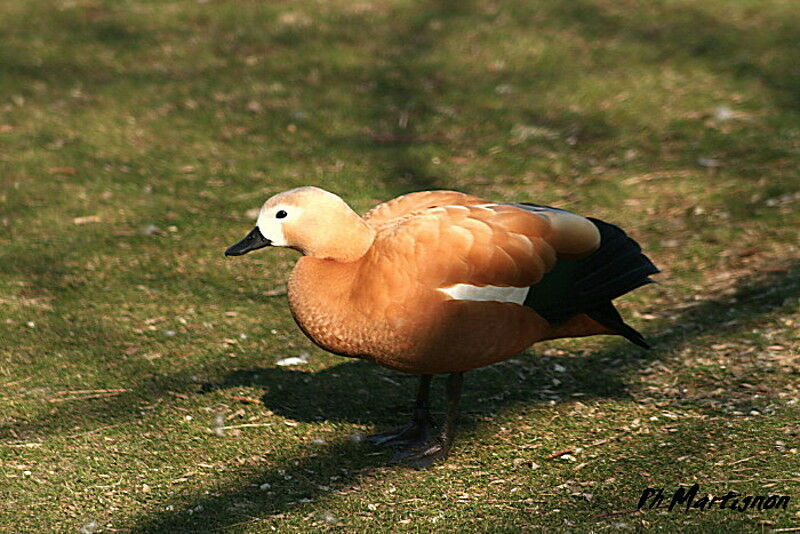 Ruddy Shelduck