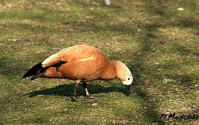 Ruddy Shelduck