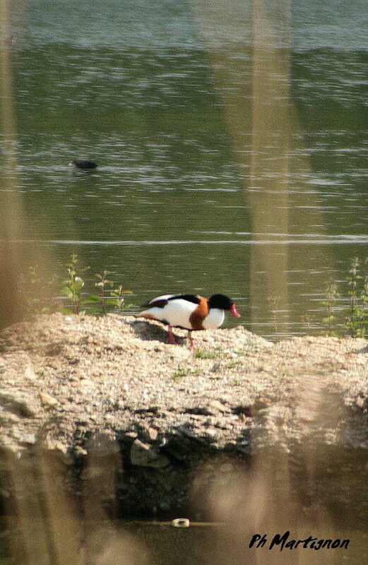 Tadorne de Belon mâle, identification