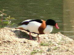 Common Shelduck