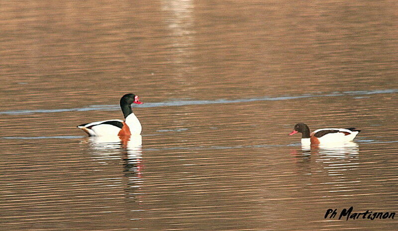 Tadorne de Belon , identification