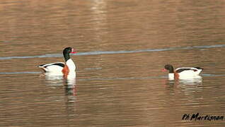 Common Shelduck