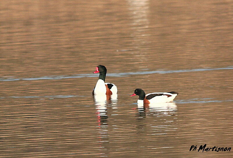 Common Shelduck , identification