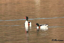 Common Shelduck