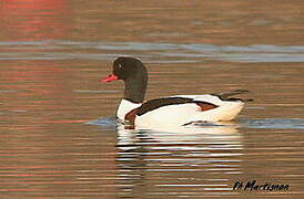 Common Shelduck