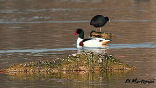 Common Shelduck