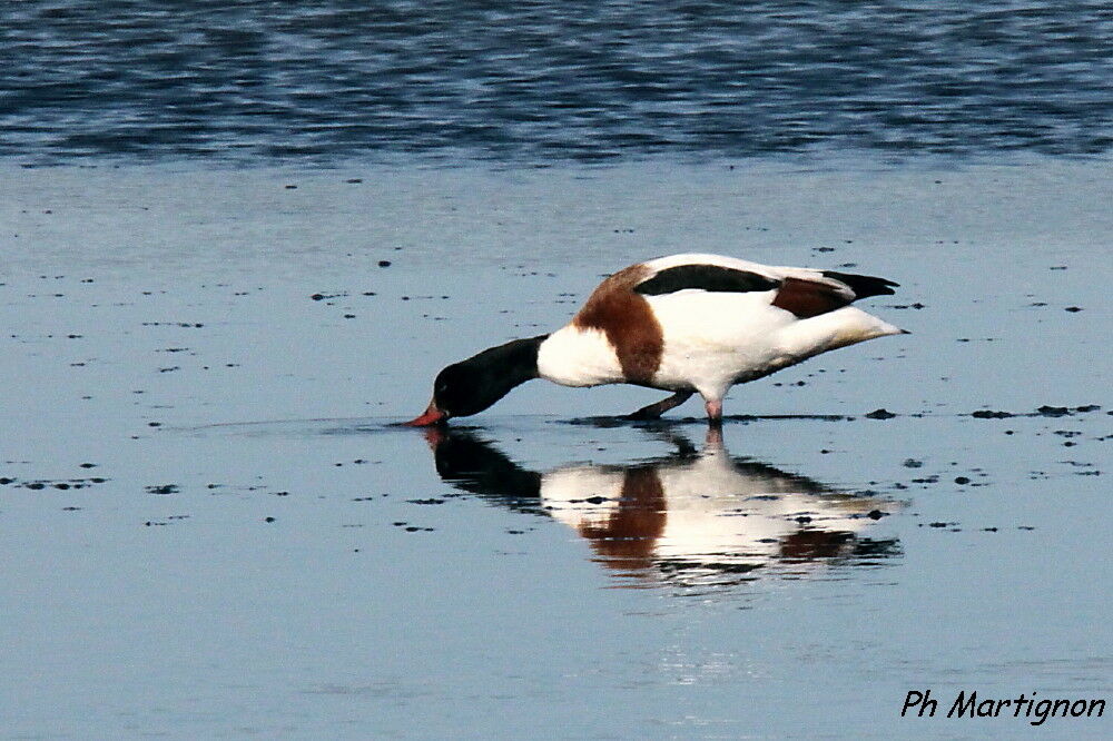 Common Shelduck, identification, eats