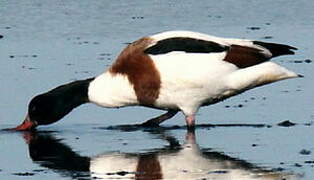 Common Shelduck