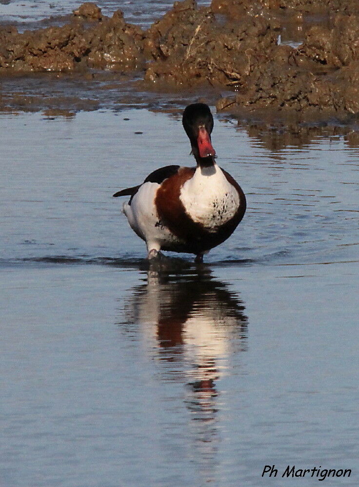 Common Shelduck, identification