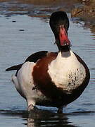 Common Shelduck